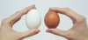 egg_myths.jpg