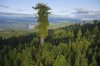 bigtree1.jpg
