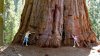 bigtree3.jpg